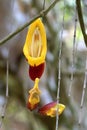 Yellow red flower of Mysore trumpetvine Indian clock vine growing in Malaysia Royalty Free Stock Photo