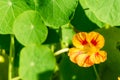 Yellow and red flower nasturtium on green background Royalty Free Stock Photo