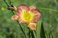 Yellow-red flower in the vernacular ` Cockerel`