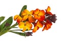 Yellow red flower of Wallflower isolated on white, Erysimum cheiri