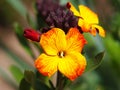 Yellow red flower of Wallflower