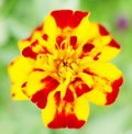 Yellow red flowers background Royalty Free Stock Photo