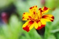 Yellow red flowers background Royalty Free Stock Photo