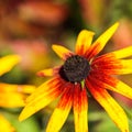 Yellow red flowers with black center in the autumn garden. Blooming Rudbeckia flower Black-eyed Susan Royalty Free Stock Photo