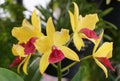 The yellow and red flowers of Cattlianthe Gold Digger \'Orchid Jungle Royalty Free Stock Photo