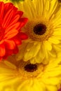 Yellow and red flowers, red and yellow gerber, red and yellow flowers background Royalty Free Stock Photo