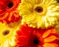 Yellow and red flowers, red and yellow gerber, red and yellow flowers background Royalty Free Stock Photo