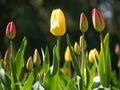 yellow and red flowers tulip lit by sunlight. Soft selective focus, close up Royalty Free Stock Photo