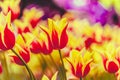 Yellow And Red Flowers Tulip In Spring Garden Royalty Free Stock Photo