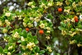 Yellow and red fruits of the strawberry tree (Arbutus Unedo) in autumn. Royalty Free Stock Photo