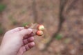 Gall-balls on an oak leaf. Royalty Free Stock Photo
