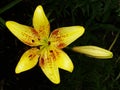 Yellow red garden lily stamens macro photography. yellow lily petals floral background. lily, orchid, macro