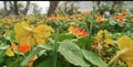 Yellow and red garden nasturtiums plants