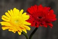 Yellow and red gerbera flowers isolated on black background. close up. macro Royalty Free Stock Photo