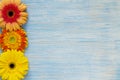 Yellow and red gerbera flowers on vintage blue wooden background, border design Royalty Free Stock Photo