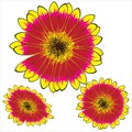 Yellow-red gerbera isolated on white Royalty Free Stock Photo