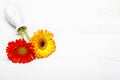 Yellow and red gerbera in vase on white wooden table. Daisy flowers in vase. Royalty Free Stock Photo