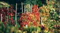 Yellow, red, green autumn grape plantations. Beautiful autumn landscape.