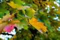 Yellow red green autumn maple leaves on a tree against a blue sky. Fall concept Royalty Free Stock Photo