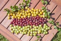 Yellow, red and green gooseberries Royalty Free Stock Photo