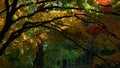 Yellow red and green leaf nature outdoor in autumn