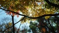 Yellow red and green leaf under sunlight