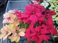 Yellow, Red and Green Poinsettia Leaves at Christmas