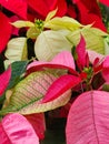 Yellow, Red and Green Poinsettia Leaves at Christmas