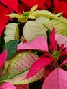 Yellow, Red and Green Poinsettia Leaves at Christmas