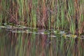 Yellow, red and green swamp grass reflecting in the swamp Royalty Free Stock Photo