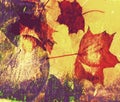 Yellow, red grunge collage autumn leafs background
