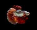 Yellow and red half moon Betta splendens fish Siamese fighting fish on black background Royalty Free Stock Photo