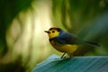 Yellow and red headed songbird Collared Redstart, Myioborus torquatus, Savegre, Costa Rica