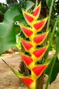 Yellow and red Heliconia flower. Royalty Free Stock Photo