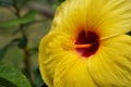 Yellow and red Hibiscus flower bloom on blur background,copy space Royalty Free Stock Photo