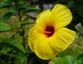 Yellow and red Hibiscus flower bloom on branch background,green blur background,copy space Royalty Free Stock Photo