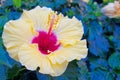 Yellow and red hibiscus flower closeup in a tropical garden Royalty Free Stock Photo
