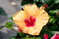 Yellow red hibiscus flower in full bloom Royalty Free Stock Photo