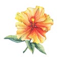 Yellow-red Hibiscus flower.