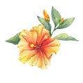 Yellow-red Hibiscus flower. Royalty Free Stock Photo