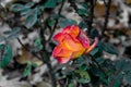 Yellow-red hybrid rose