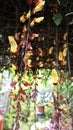 Yellow and red Indian Clock Vine or Thunbergia mysorensis or Clock Vine flower dangling down and the plant can form into a nice Royalty Free Stock Photo