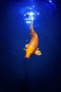 Yellow and red japanese koi carp swims in pond close up, exotic goldfish on dark blue shiny water background Royalty Free Stock Photo