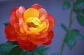 Yellow and Red Judy Garland Floribunda Rose Royalty Free Stock Photo