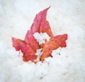 Yellow Red leaf in dirty snow. Late fall and early winter. Holiday