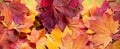 Yellow and red leaves. Autumn background. Royalty Free Stock Photo