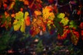 Yellow red leaves in autumn fall at a vineyard Israel Royalty Free Stock Photo