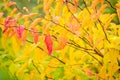 Yellow and red leaves before autumn leaffall Royalty Free Stock Photo