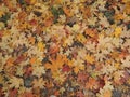 Yellow and red leaves lie on the road. Maple leaves on the asphalt. Autumn leaf fall. Maple leaves flew from the trees. Fallen Royalty Free Stock Photo