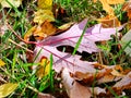 Autumn. A carpet of yellow and red leaves on the grass. Yellow maple leaves lie on the grass after the rain. Beautiful autumn Royalty Free Stock Photo